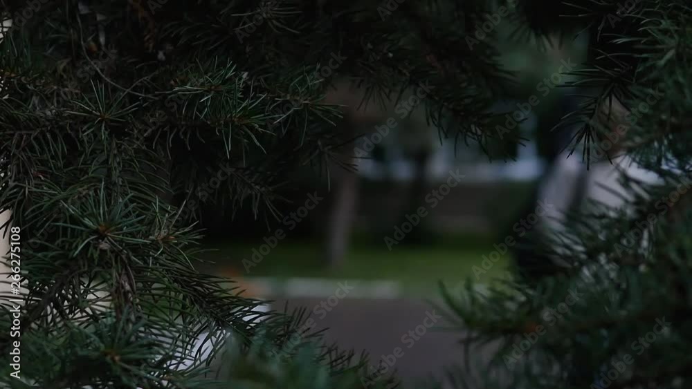 Spruce branches,  blurry silhouette of a man with guitar case passes by.