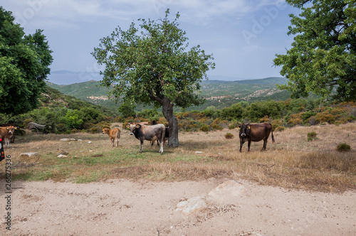 Sithonia  Chalkidiki  Greece - June 27  2014  Herd of cows grazing in the mountains of Halkidiki