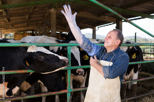 farmer prepares for artificial insemination of cows