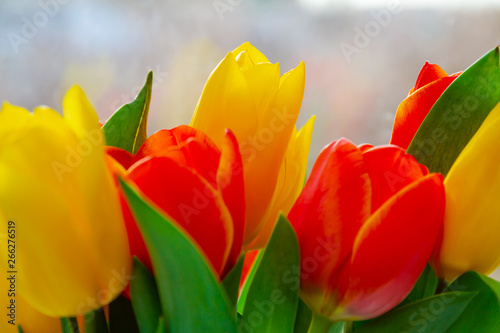 Yellow and red tulips with reflections on the background. Closeup  selective focus