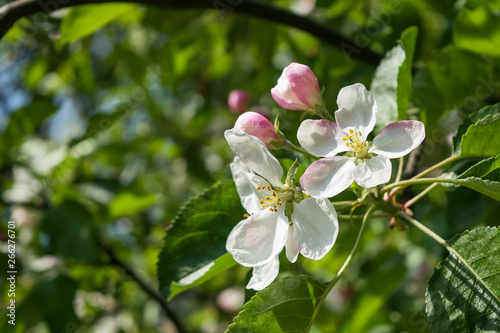 Spring white flowering apple tree branch in the garden. Selective focus
