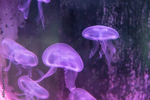 Moon jellyfish Showcase of Phuket Aquarium.Thailand.