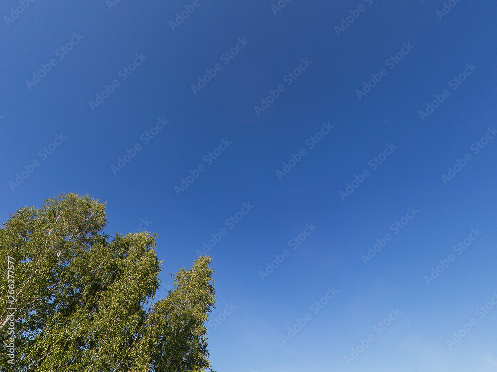 Trees isolated on blue sky with clouds. Part of single tree.The tree growing against the blue sky background Trees isolated on blue sky with clouds. Part of single tree.The tree growing against the blue sky background