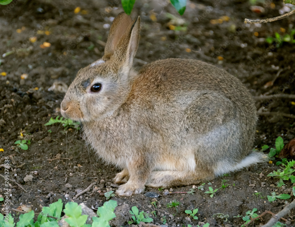 Young wild rabbit eating grass on cut lawn of urban house. Young wild rabbit eating grass on cut lawn of urban house.