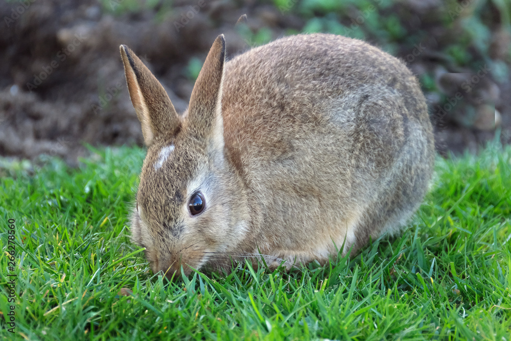Young wild rabbit eating grass on cut lawn of urban house. Young wild rabbit eating grass on cut lawn of urban house.