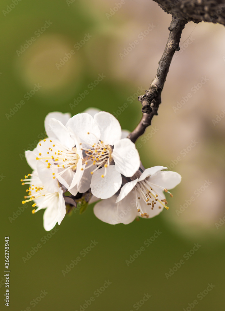 Fototapeta premium white apricot flowers on a branch on a green background