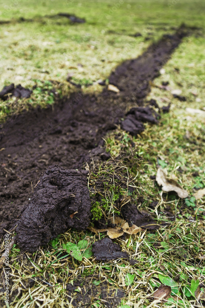 Deep trail left by car tire on uneven lawn Deep trail left by car tire on uneven lawn