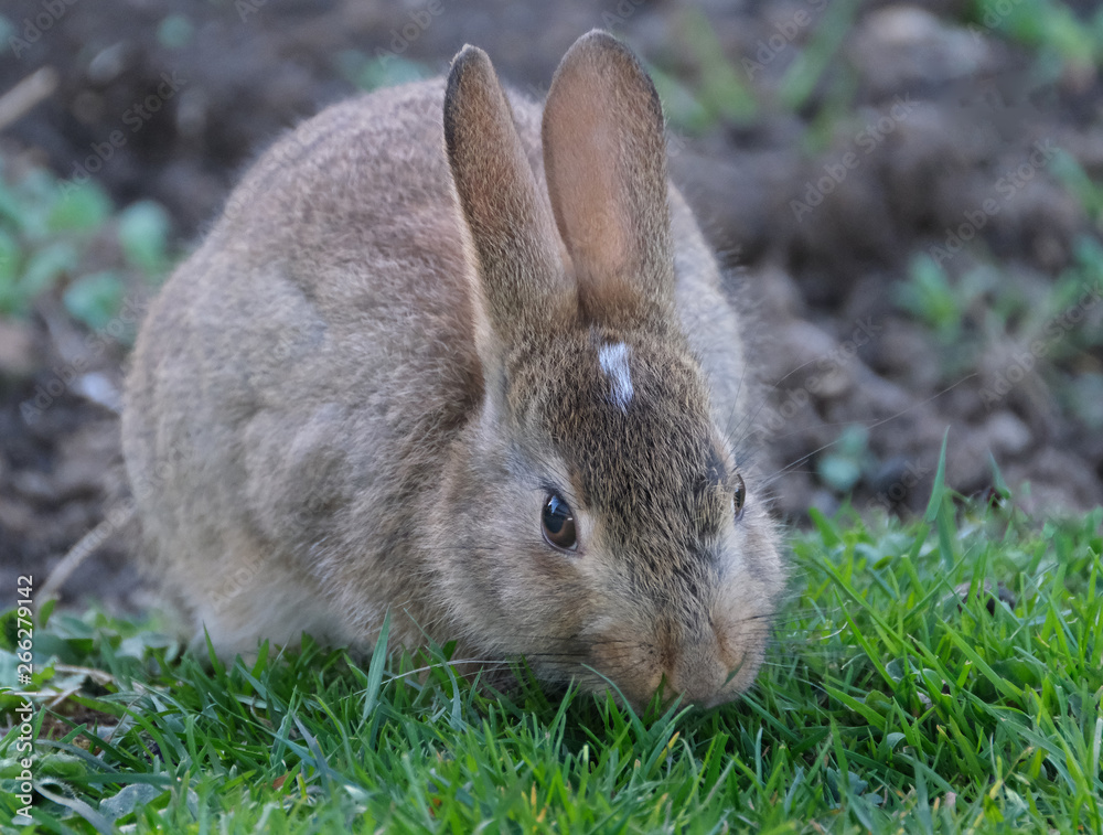 Fototapeta premium Young wild rabbit eating grass on cut lawn of urban house.