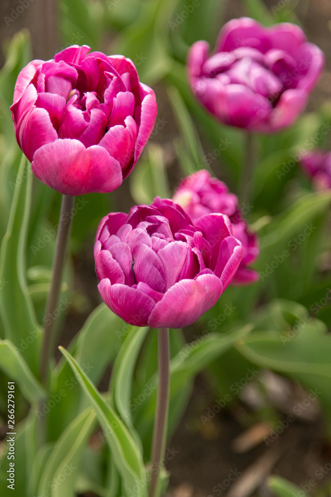 lilac tulip with green leaves in the park