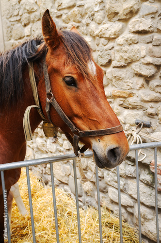 Horse head. Color image