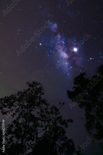 The Milky Way over tree silhouette