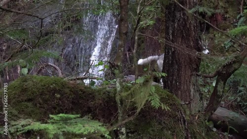 Canadian husky puppy happy in forest with creek in jungle on hike in Canada BC hiking trail on beautiful day Vancouver area, dog on top of rock photo