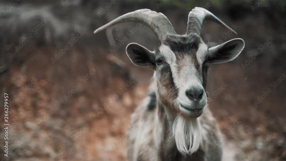 Mountain goat head. 4k. Goat headshot on the goat farm. White and brown goat looking into the camera. Mountain goat head. 4k. Goat headshot on the goat farm. White and brown goat looking into the camera.