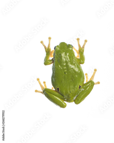 European tree frog (Hyla arborea) sitting on glass - backside