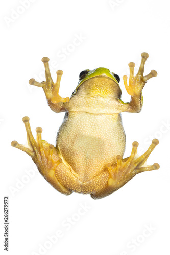 European tree frog (Hyla arborea) - climbing on glass with visible belly / bottom
