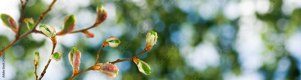 isolated image of buds on a tree branch against the sky