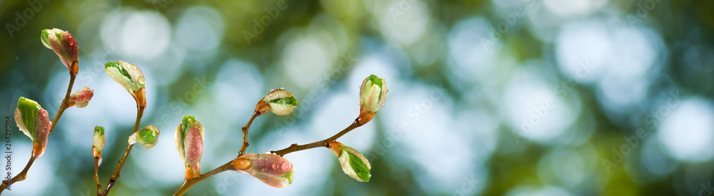 isolated image of buds on a tree branch against the sky isolated image of buds on a tree branch against the sky