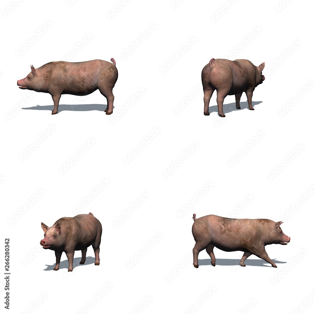 Fototapeta premium Set of pig with shadow on the floor - isolated on white background