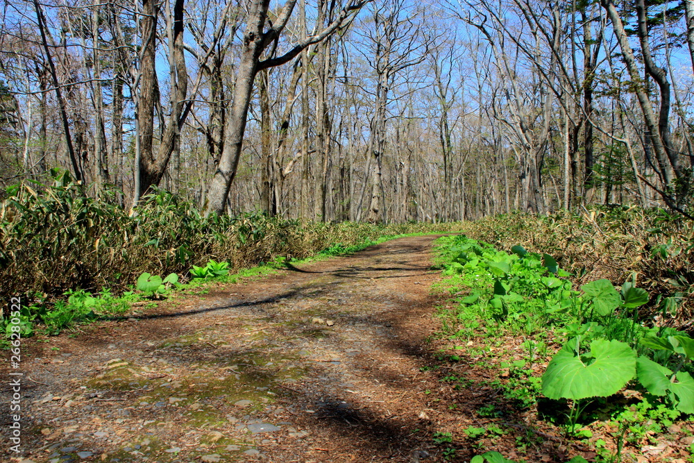 Fototapeta premium 札幌、野幌森林公園の散歩道の風景