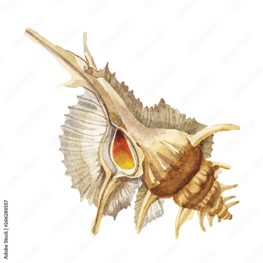 Fototapeta premium Summer beach seashell tropical elements. Watercolor background set. Isolated sea shell illustration element.