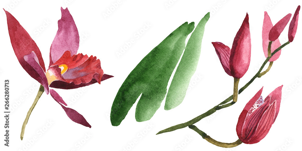Marsala orchid floral botanical flowers. Watercolor background illustration set. Isolated orchids illustration element.