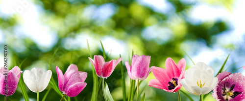  image of tulips flowers closeup