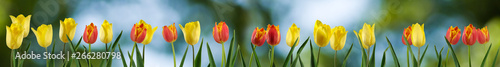 image of tulips flowers close up