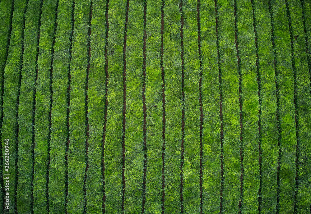 Mauritius tea fields Mauritius tea fields