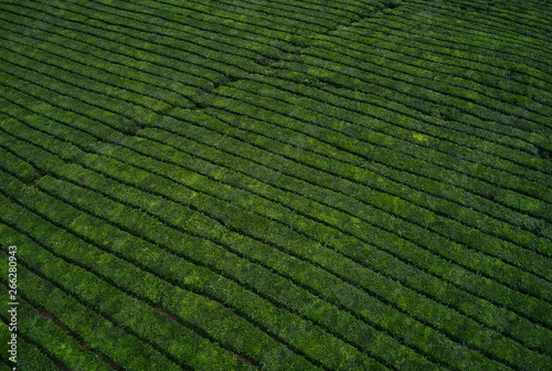 Huge fields of tea bushes in Mauritius