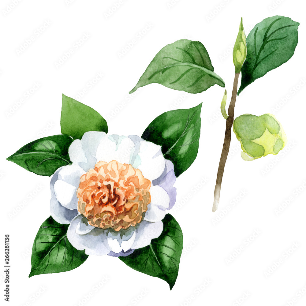 White Camelia Floral Botanical Flowers Watercolor Background Illustration Set Isolated Camelia Illustration Element Stock イラスト Adobe Stock