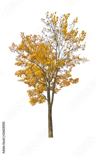 dark yellow fall maple isoalted on white © Alexander Potapov