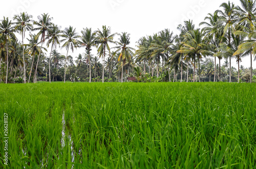 Rice fields, green grass. Bali ,Indonesia
