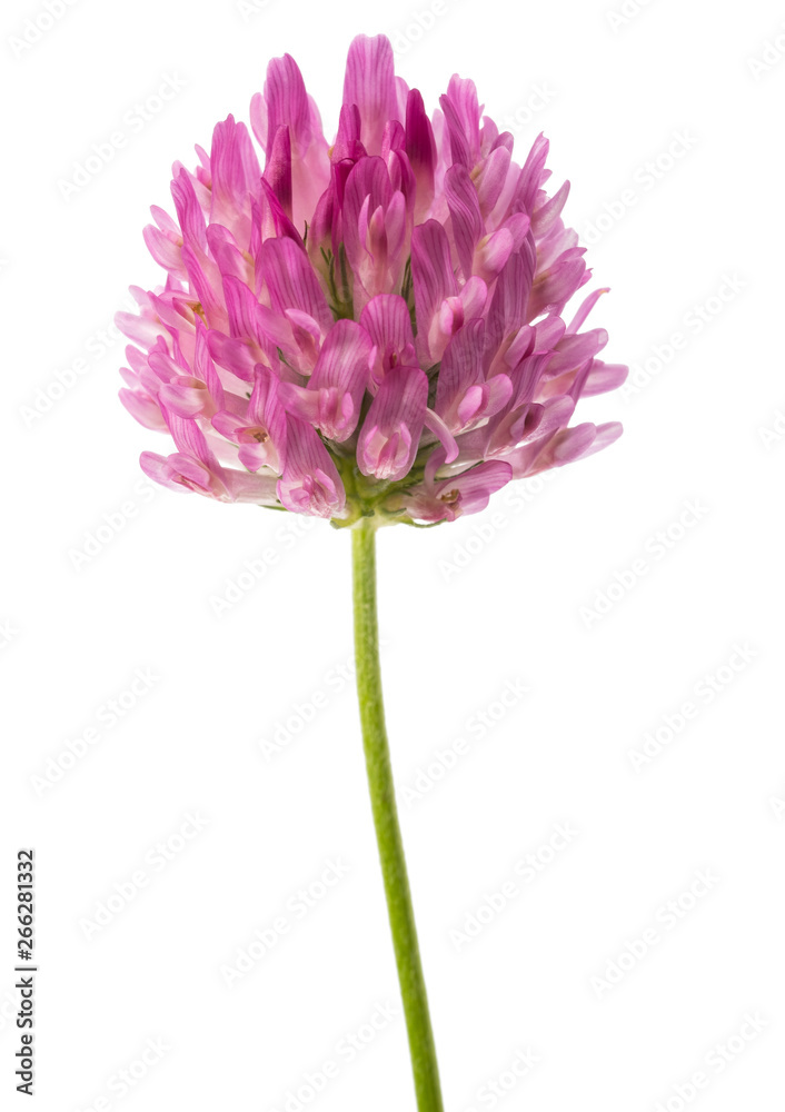 Obraz premium Clover flower