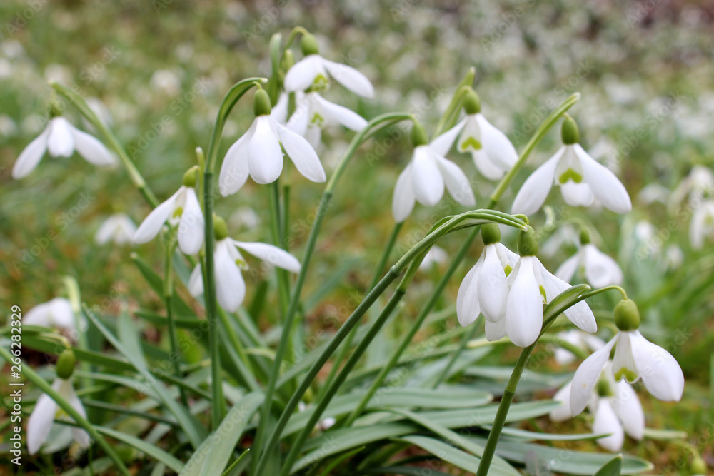 Fototapeta premium Cluster of snowdrops