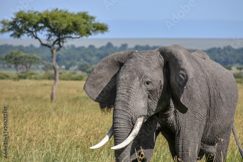 Wildlife  Elefant 