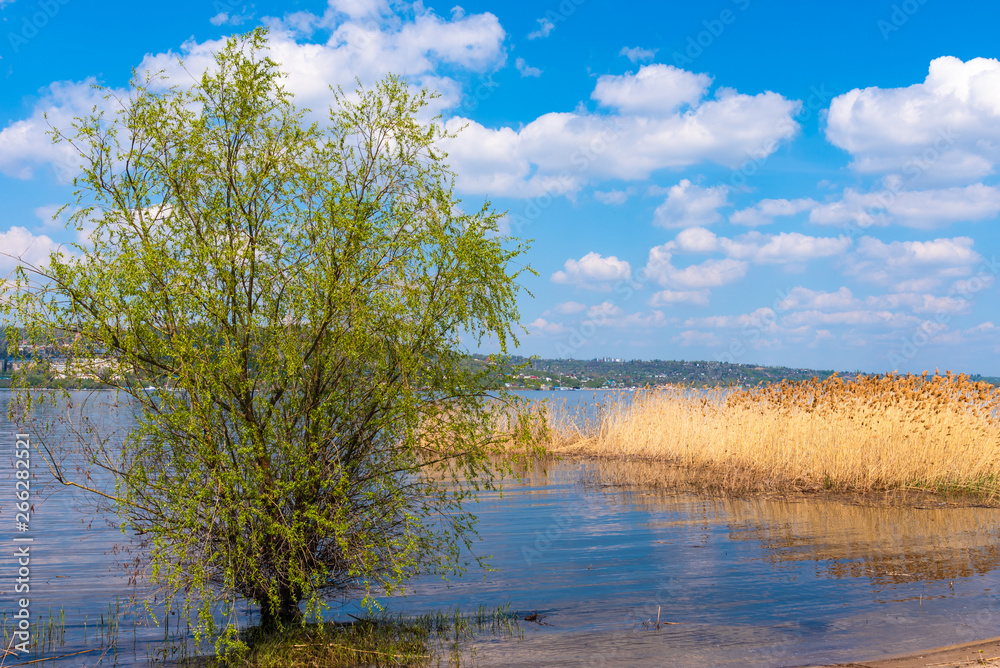 Beautiful summer sea or river landscape - beach with reeds and trees, blue sky, summer background Beautiful summer sea or river landscape - beach with reeds and trees, blue sky, summer background