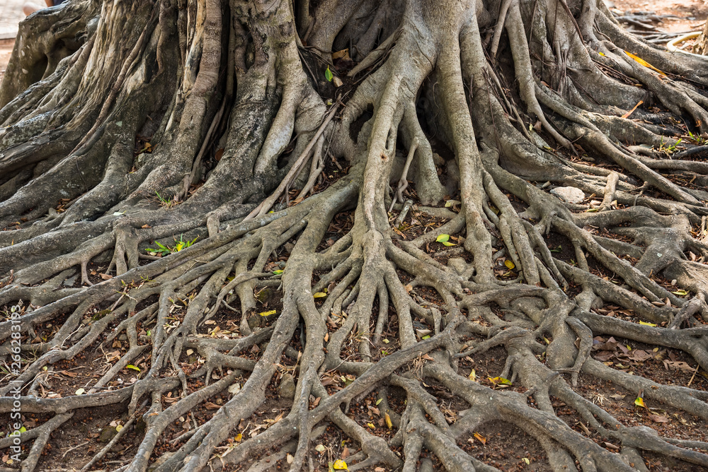 The roots of old huge tree on the ground.Thailand.