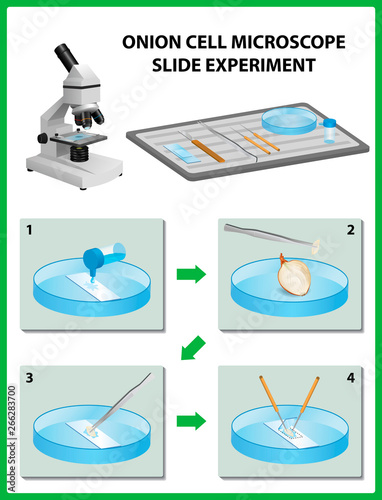 Microscopy. Onion Cell Microscope Slide Experiment. Vector illustration 