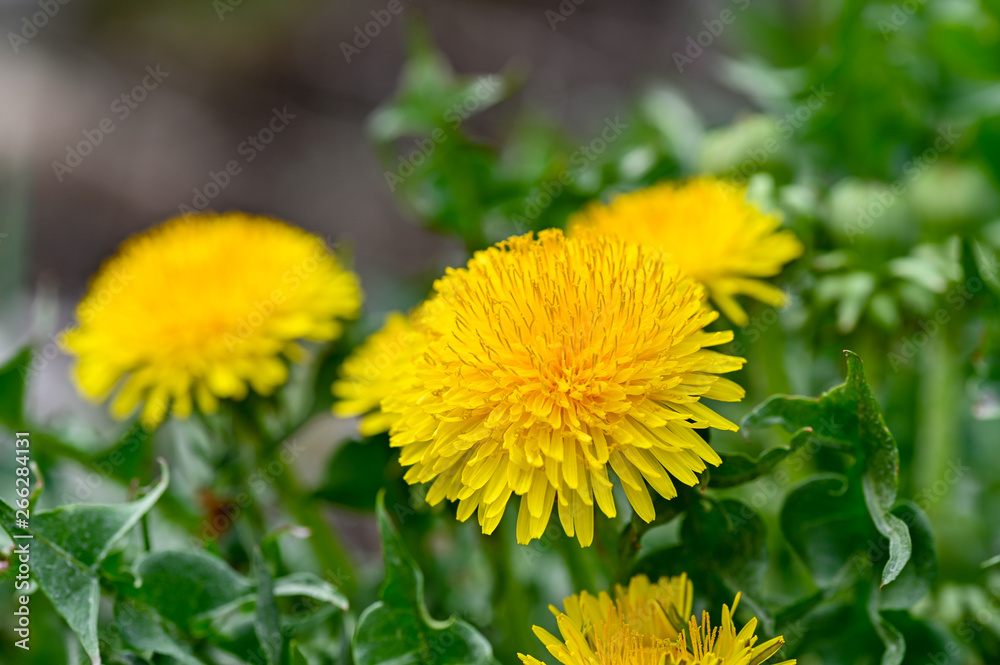 close up on spring flower dandelion in sweden