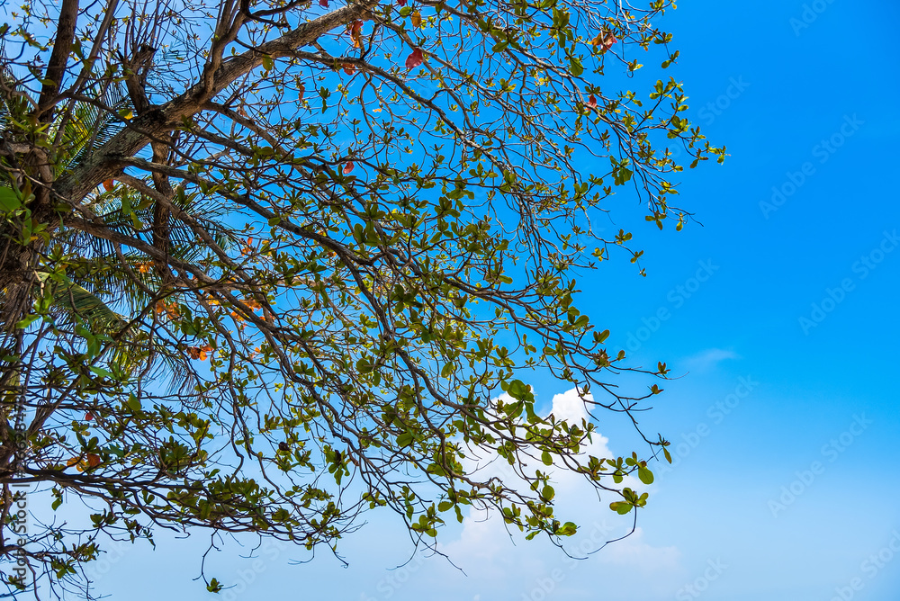 Tree branches under the blue sky.Thailand Tree branches under the blue sky.Thailand