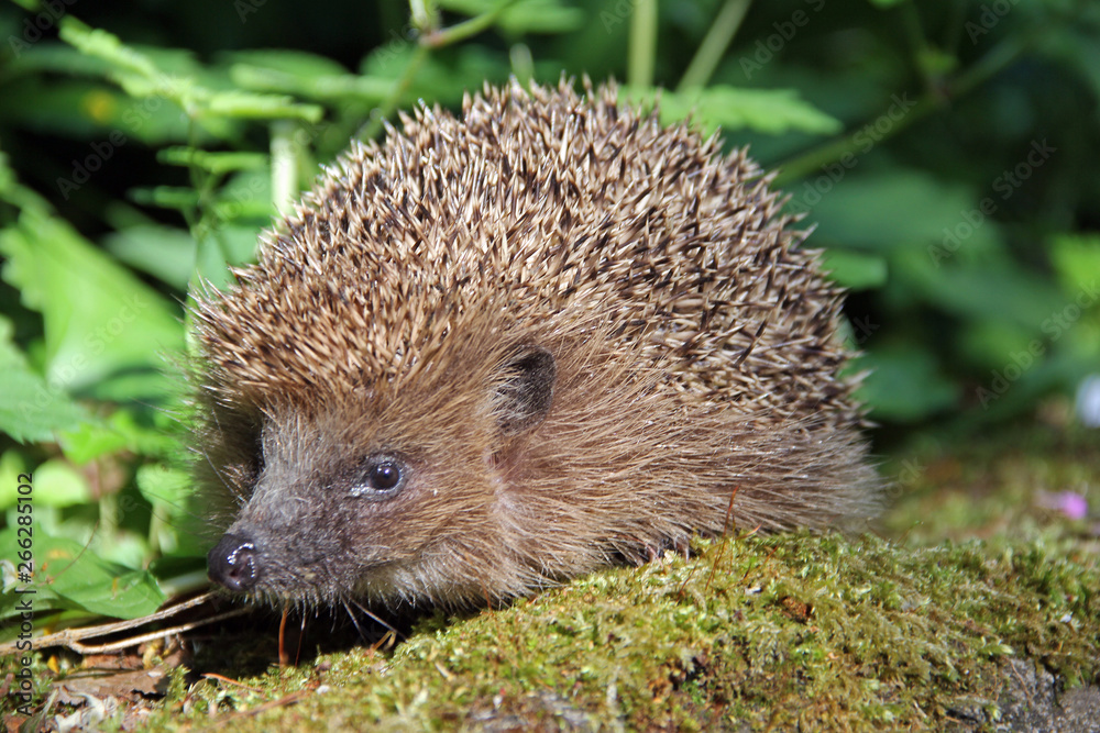 Igel Stock Photo | Adobe Stock