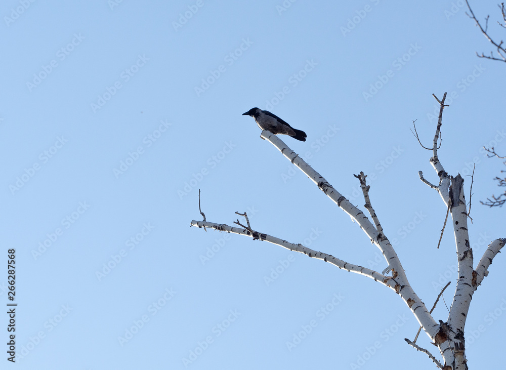 Crow on the top of a dry birch against the blue sky. Crow on the top of a dry birch against the blue sky.