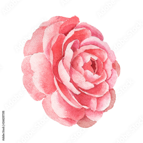 Obraz na plátne Pink camelia floral botanical flowers