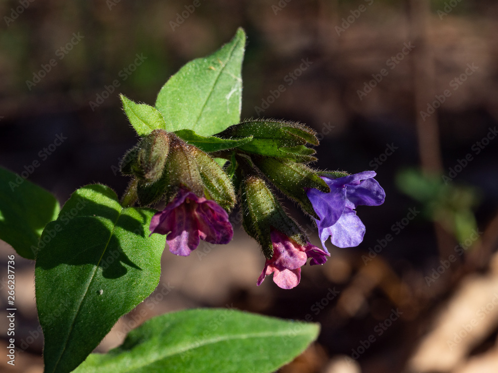 The first spring flowers. Blue and pink flowers of a medunitsa on one plant. Close-up. Blurred dark background. The first spring flowers. Blue and pink flowers of a medunitsa on one plant. Close-up. Blurred dark background.