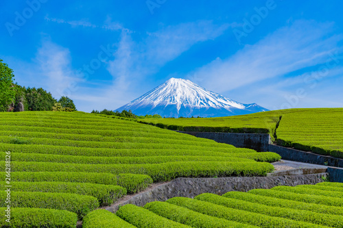 静岡県富士市 大淵笹場の茶畑