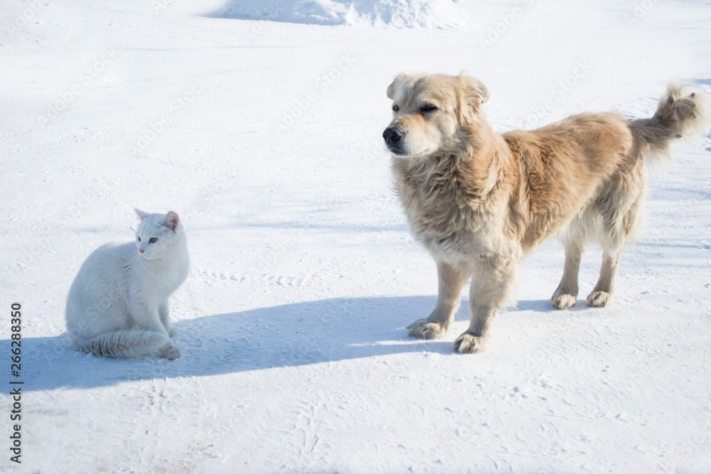 custom made wallpaper toronto digitalwhite cat and dog on snowy road