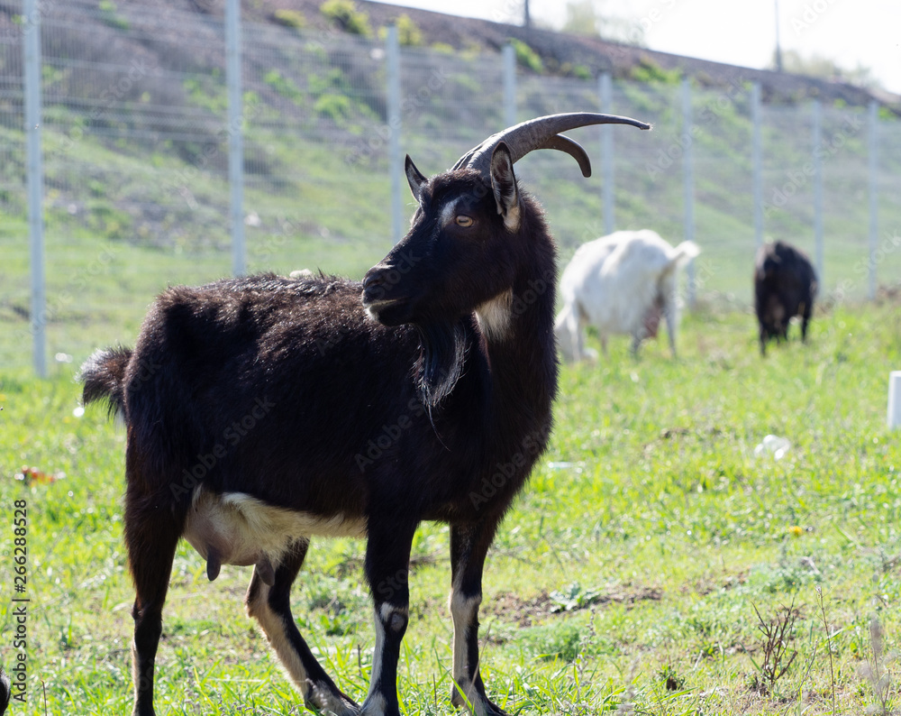 Goat with horns. A goat stands in a meadow. Other goats graze in the background. Goat with horns. A goat stands in a meadow. Other goats graze in the background.
