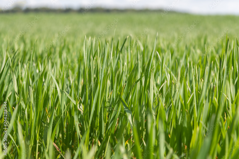 Wheat leaves in spring time. Wheat leaves in spring time.