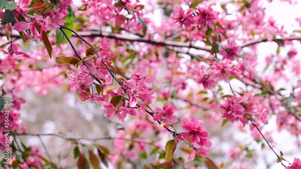Crab apple branches full of fuchsia flowers moving on wind in nature lighting. Fruit trees in spring. Tender background Crab apple branches full of fuchsia flowers moving on wind in nature lighting. Fruit trees in spring. Tender background