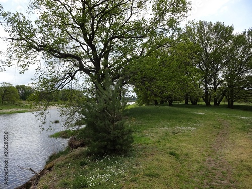 Meadow landscape with river  Mulde   grass and trees  recreational area and flood area in Eilenburg near Leipzig  may 2019